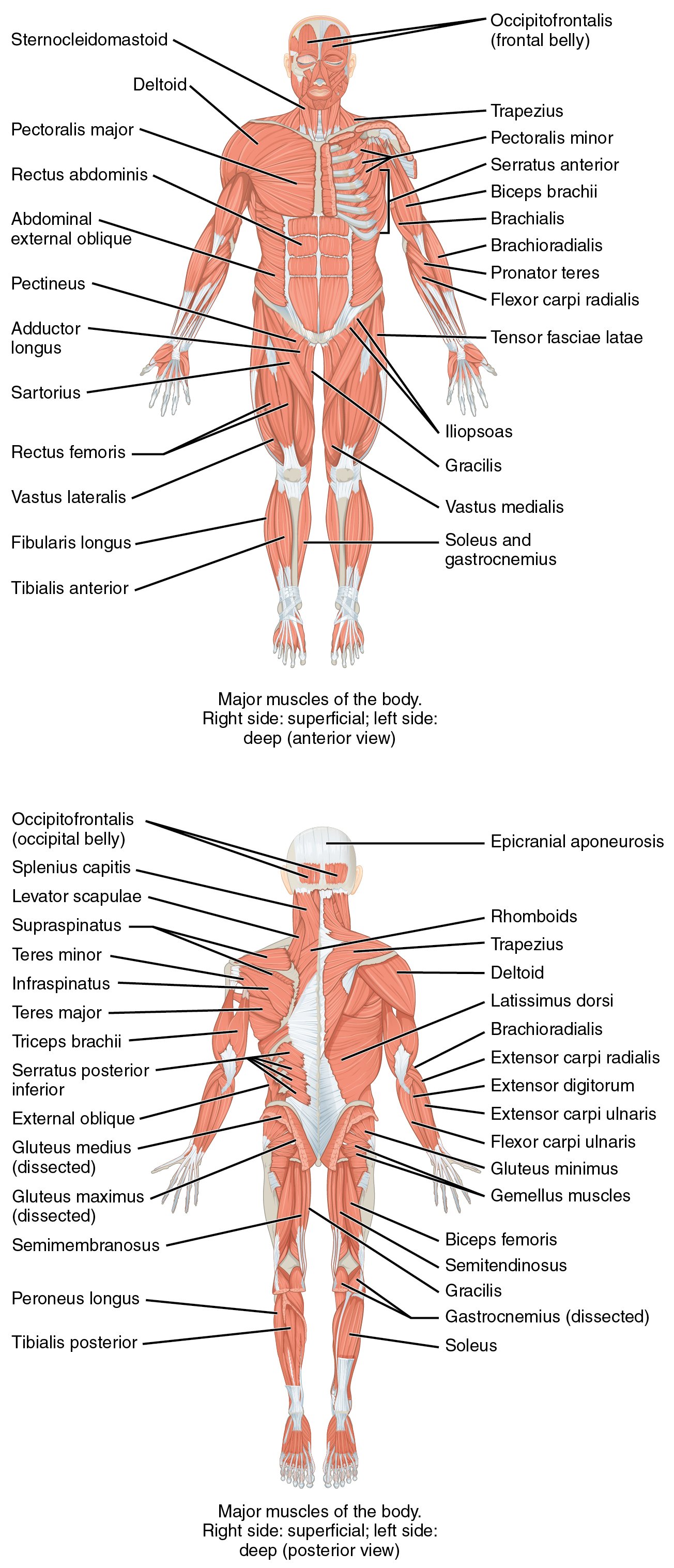 Optimizing Protein Intake: The⁢ Key to Effective Muscle Building ‌Nutrition