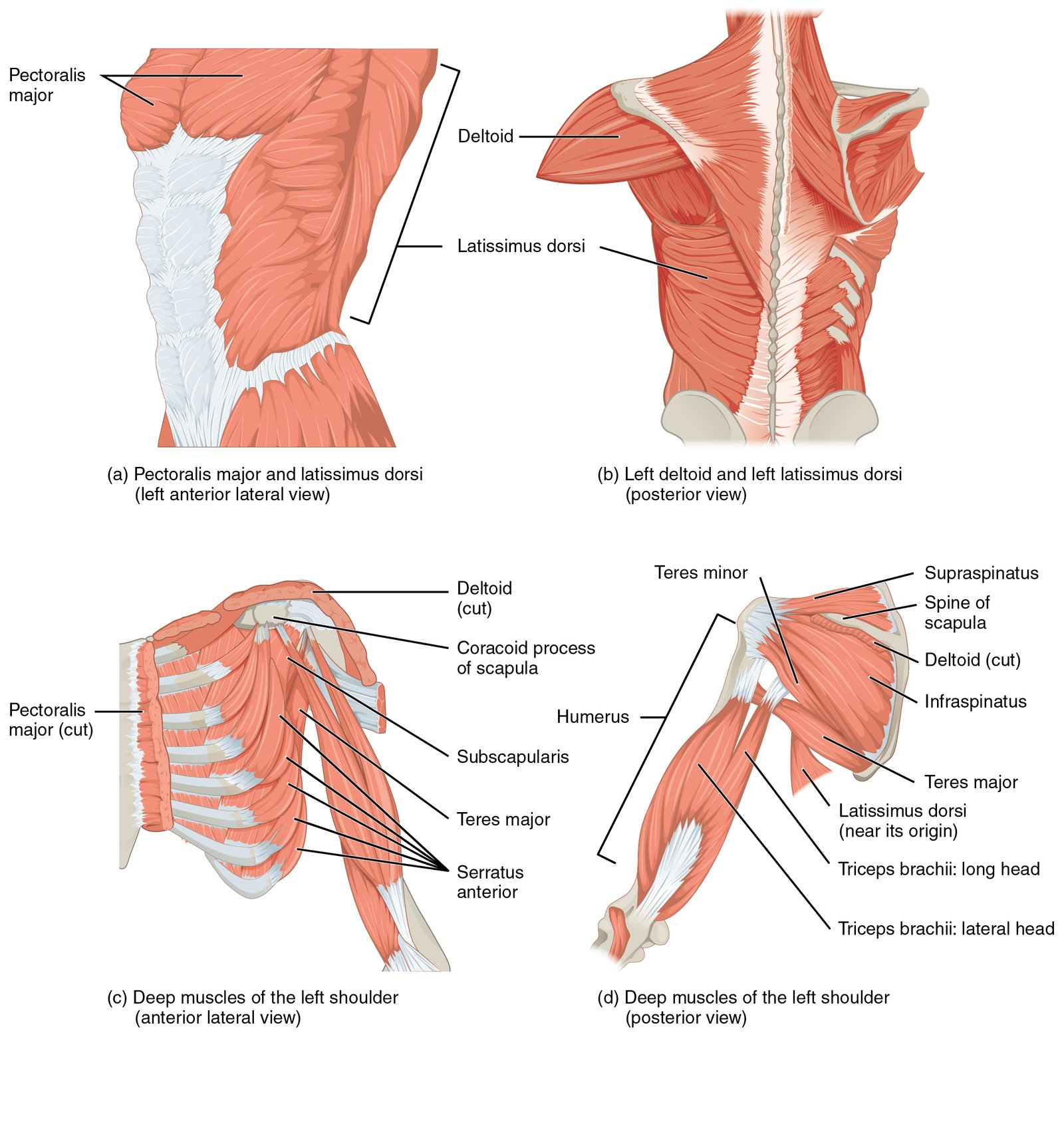 Understanding Amino Acids: ‌Building Blocks of ⁢Muscle ​Repair and Growth