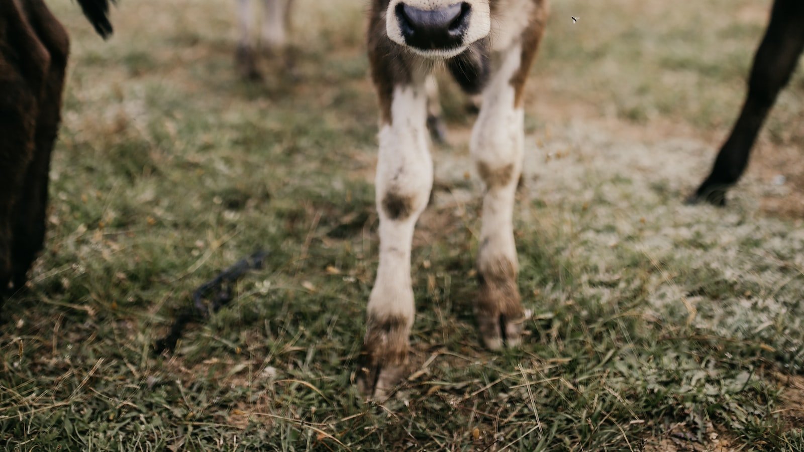 Uncovering the Benefits of Plant-Based ⁣Dairy Alternatives for the Environment